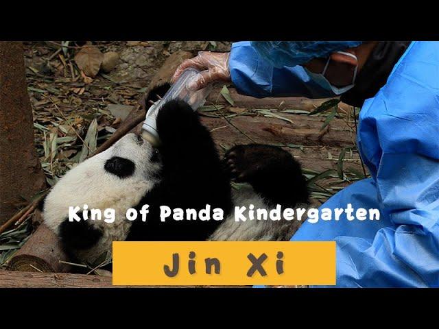 【Panda Diary】Season 2 Episode 12 King Of The Panda Kindergarten | iPanda