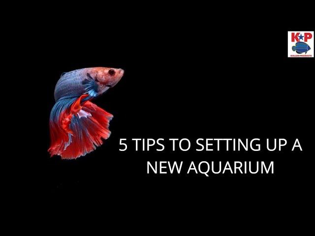 5 TIPS TO SETTING UP A NEW AQUARIUM