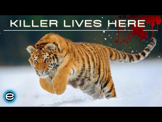 Russia's Wild Tiger - The Incredible Big Cat | Wildlife documentary