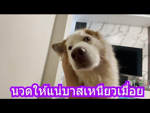 นวดให้แน่บาสเหนียวเมื่อย | ข้าวเหนียว ขี้กระโปกหมา