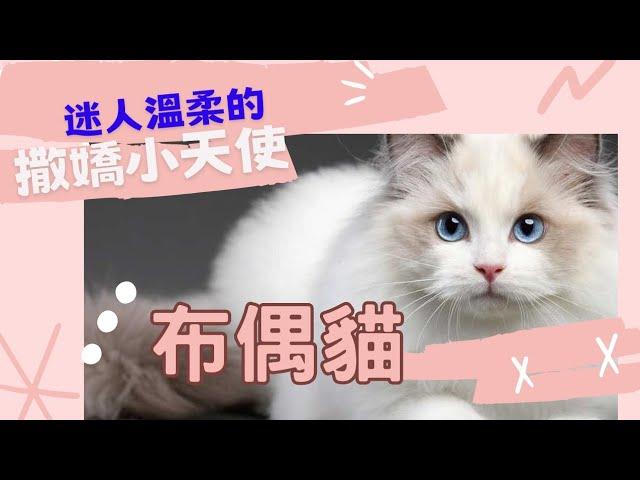 迷人溫柔的撒嬌小天使#布偶貓#Ragdoll#2023新片#貓咪大學#卡卡喵#Cat(Kitten)#Cat breeds#貓糧Cat food#Cat bed#貓玩具#Cat toys#可愛貓#