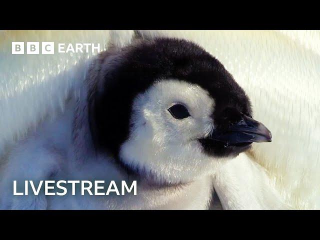  LIVE: Exploring the Adorable World of Baby Animals | BBC Earth