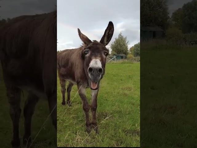 #funny #donkey #sound #barking #viral #amazing #animal #natural #shorts