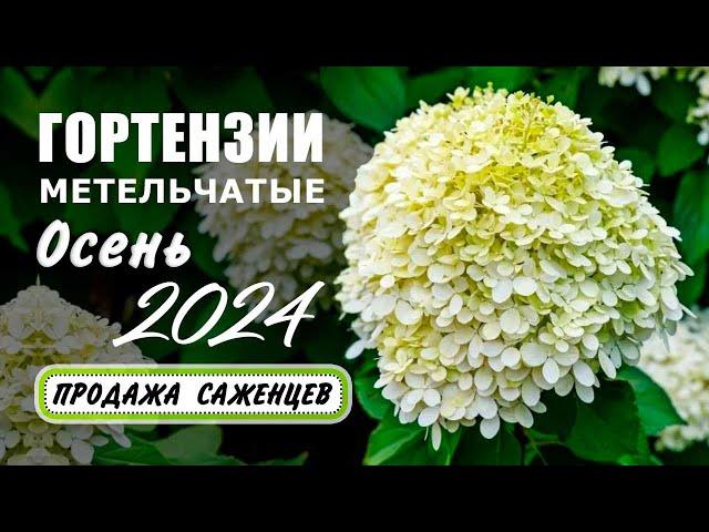 Гортензии метельчатые. Осень 2024. Продажа саженцев