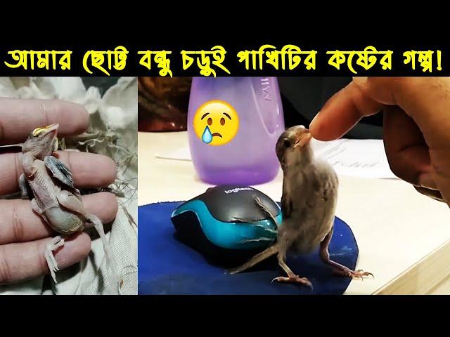 চড়ুই পাখির জীবন কাহিনী | পাখির গল্প :৪৬ | The Life Story Of Sparrow Bird | Ep :03