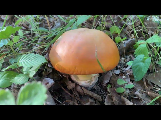 Amanita caesarea, Caesar's mushroom, Цезарский гриб, Мухомор Цезаря, July 10, 2022