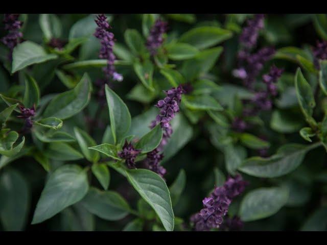 How to Grow, Harvest & Enjoy Thai Basil