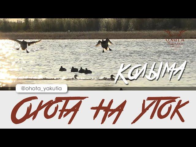 Охота на уток. Колыма.