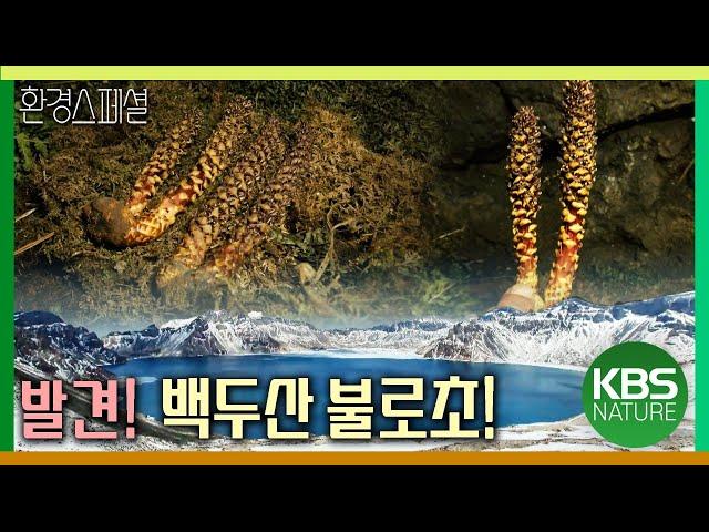 백두산에서 불로초를 발견하다! [다큐공감-백두산의 봄, 원시의 생명을 만나다] / KBS 20150718 방송