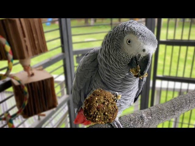 Week 1 With Bean The African Grey!