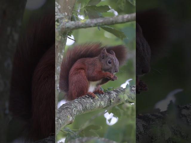 Egern / Squirrel ️