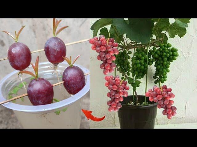 Best Skills how to grow Grape tree from grape fruit in water