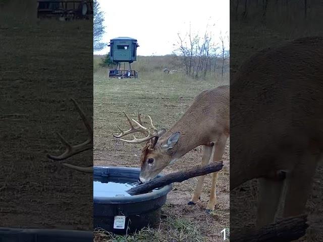 Trail Camera Action! #New #shorts #shortsclip #youtube #youtubeshorts #deer #reveal #deerhunting