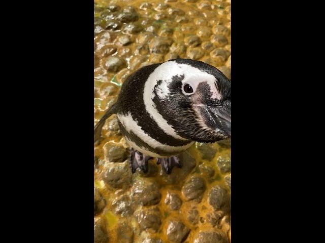 An Iconic Penguin
