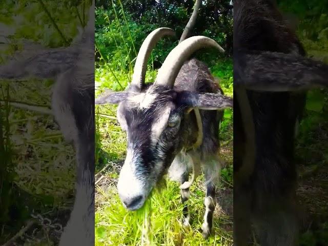  СЕЛЬСКИЙ БЛОГЕР!   ВЗЯЛ ИНТЕРВЬЮ У КОЗЫ!  #деревня #село #приколы #юмор #коза #shorts