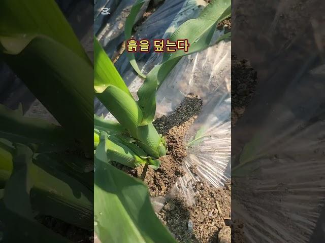 옥수수 떡잎제거 북주기