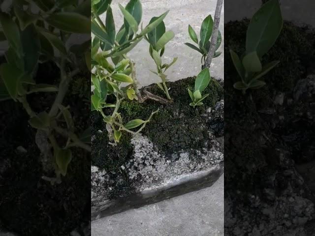 Bonsai.