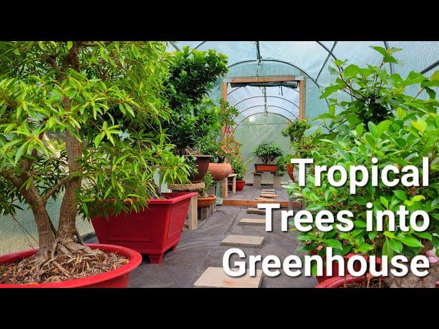 Moving Tropical Plants into the Greenhouse for the winter.