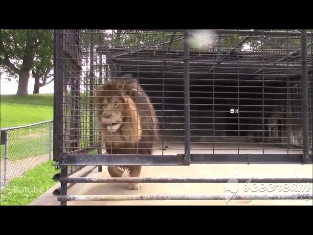 Rutube Un lion montre à des touristes qu ils sont sur son territoire