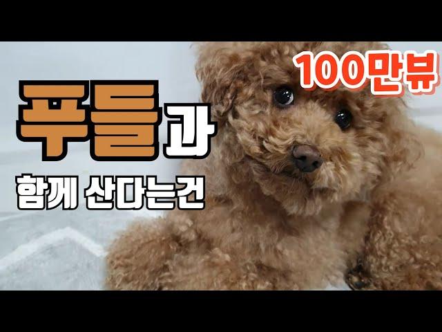 sub) Poodle Features. Personality and problem behavior