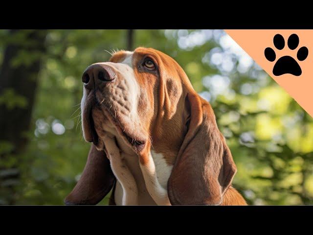 The pros and cons of owning a Basset Hound