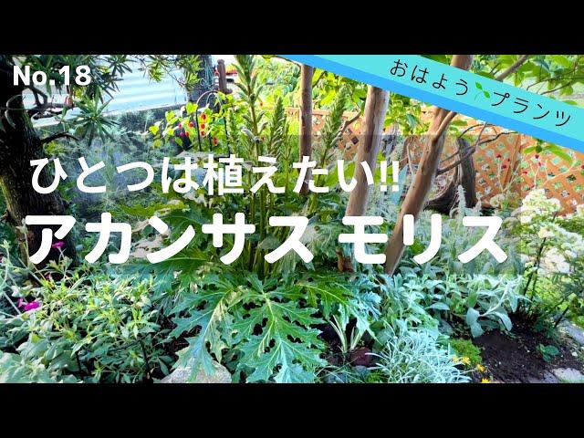 【6月の庭植物】NO.18 ダイナミックな植物アカンサスモリス／2022.6.8