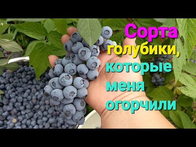 ТРЕБОВАТЕЛЬНЫЕ, капризные, переодичные сорта голубики.