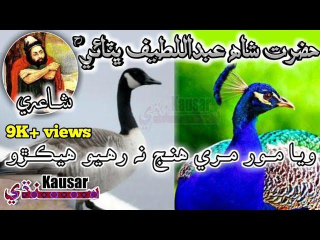 Sindhi Poetry of Hazrat Shah Abdul Latif Bhitai | Sindhi WhatsApp Status | Voice M.Bachal Shanbani