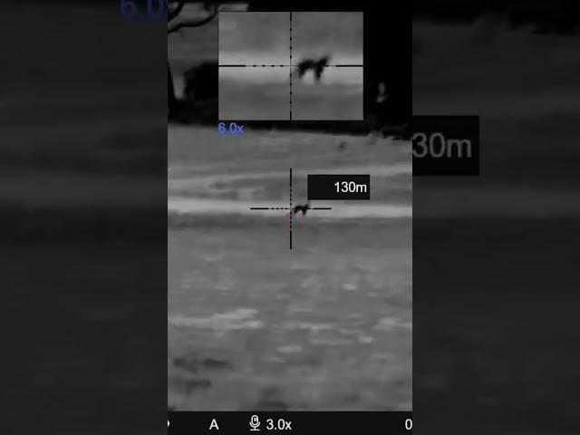 Fox down with the 17hmr #foxhunting  #hunting