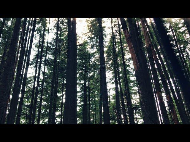 Recording Forest Ambiences at Talapus Lake, WA - Creaky Trees