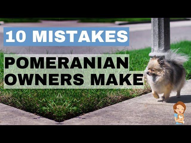 TOP 10 - Mistakes Pomeranian Owners Make