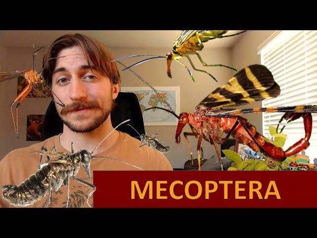 Mecoptera: The Scorpionflies - Order Spotlight