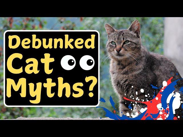 False Stereotypes About Cats (Negative Associations!)