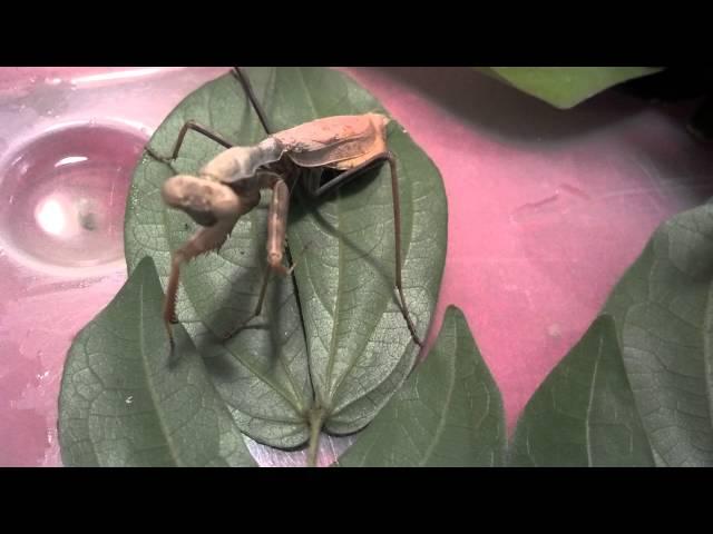 Mantis Rescued from Sidewalk