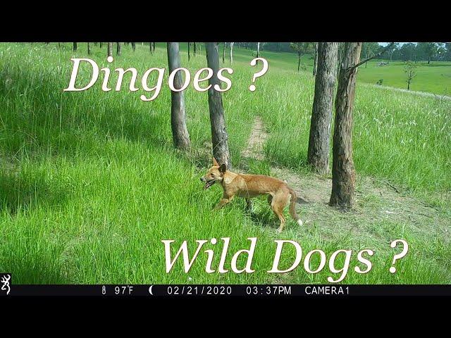 Dingo or Wild Dog? 1