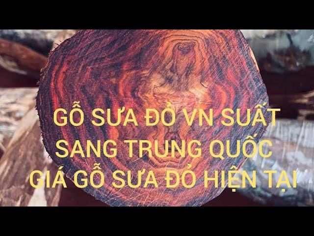 GỖ SƯA ĐỎ SUẤT SANG TRUNG QUỐC - GIÁ GỖ SƯA ĐỎ HIỆN TẠI