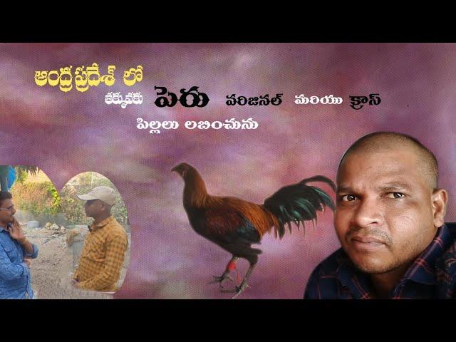 | ఆంధ్ర లో ఇంత తక్కువ  కు పేరు ఒరిజినల్ .& క్రాస్ చిక్స్  హా.. | ph 7702403073