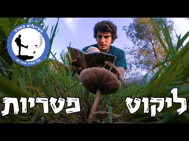 ליקוט פטריות - מטיילים בארץ