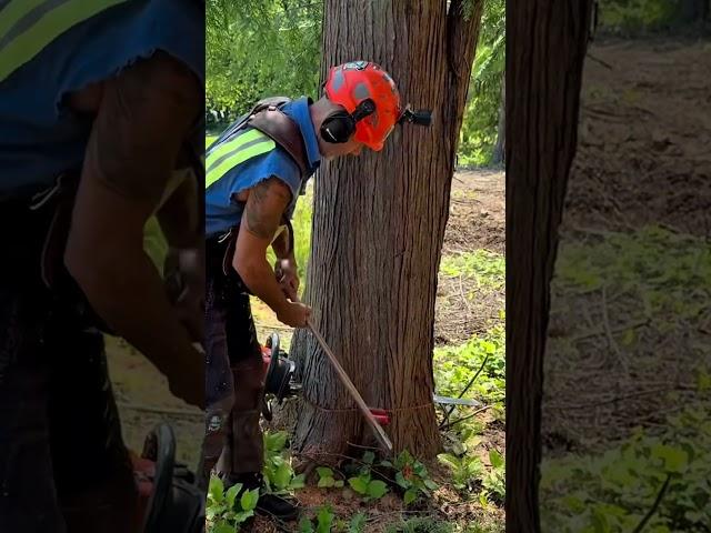 The home handle 🪓 #logger #treecutting #treeremoval #chainsaw #wood #love #bekind