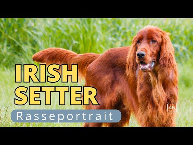 Irish Red Setter: der wohl eleganteste Jagdhund