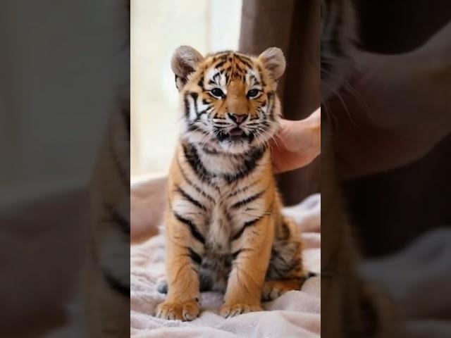 Can Tigers Enjoy Petting Like Cats? #tiger#shorts#nature#funny#cute