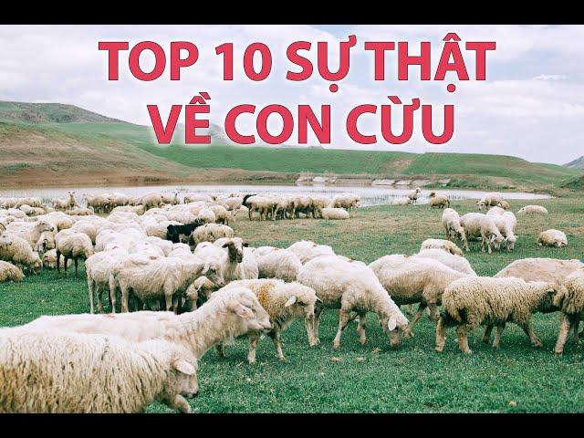 10 Sự Thật Thú Vị Về Con Cừu | 10 Interesting Facts About Sheep