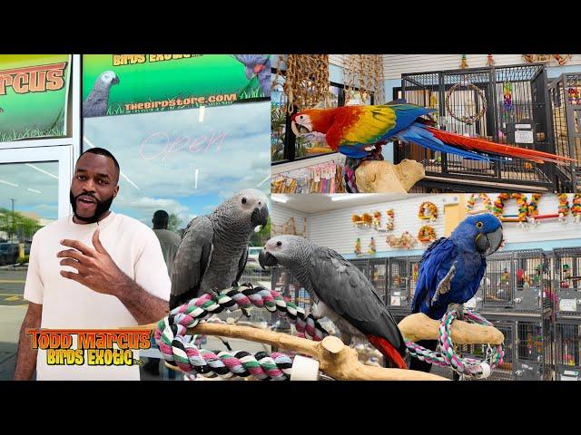 The Largest Parrot Store In The USA | Bringing Home My African Greys from Todd Marcus Birds Exotic