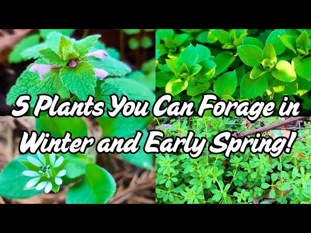 5 Backyard Plants You Can Forage In Winter & Early Spring (Medicinal and Edible)