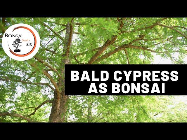 Bald Cypress as Bonsai | The Bonsai Supply