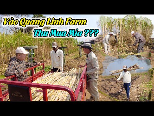 Lindo Chạy Vào Quang Linh Farm Thu Mía Số Lượng Lớn Để Làm Gì ?