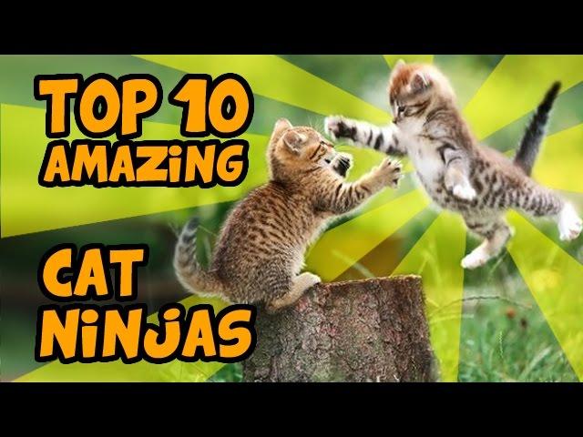 TOP 10 MOST AMAZING CAT NINJA VIDEOS