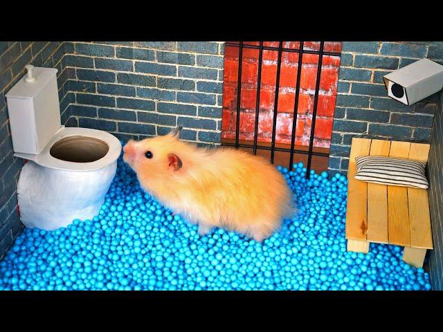  Hamster escapes the amazing maze!  Real life traps