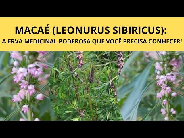 MACAÉ (LEONURUS SIBIRICUS): A ERVA MEDICINAL PODEROSA QUE VOCÊ PRECISA CONHECER!