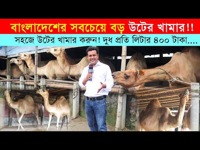 গরুর চেয়ে সহজ উটের খামার ! প্রতি লিটার দুধ ৪০০ টাকা !  Camel Farm 2021